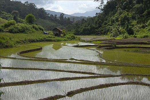新鲜,稻米,阶梯状,稻田,靠近,禁止,乡村,部落,省,老挝,东南亚