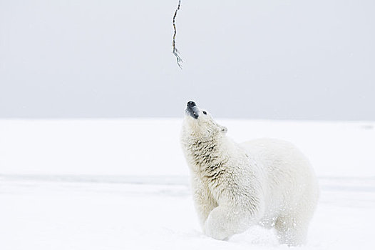 幼兽,北极熊,公猪,棍,冰冻,向上,区域,北极圈,国家野生动植物保护区,阿拉斯加