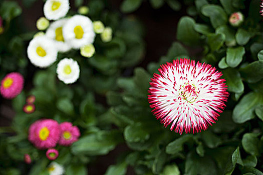 特写,雏菊属,花