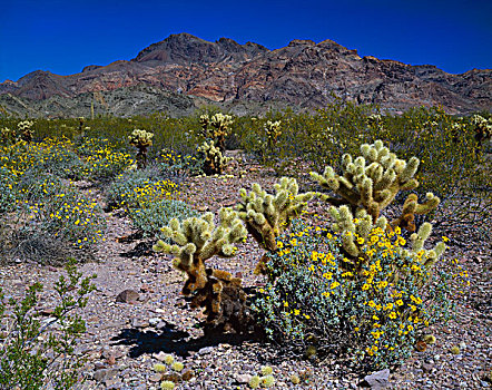 荒漠景观,泰迪熊仙人掌,仙人掌,国家野生动植物保护区,亚利桑那,美国