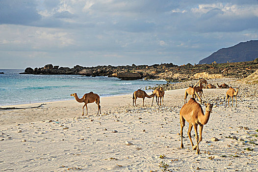 阿曼苏丹国,佐法尔,骆驼,野生,沙滩,西部,塞拉莱