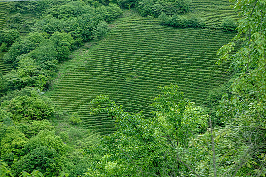 茶园,山区,土地,湖北,神农架,大山,种植,经济作物,农村,茶农