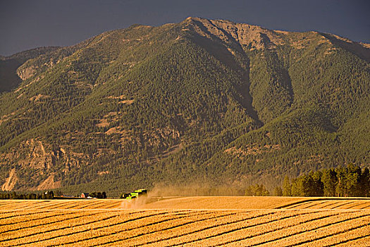 农民,收获,小麦,山谷,蒙大拿