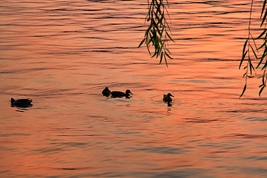 春天里夕阳下湖水里安然浮游的绿翅鸭