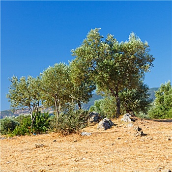 橄榄树,古遗址,希腊