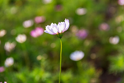 格桑花