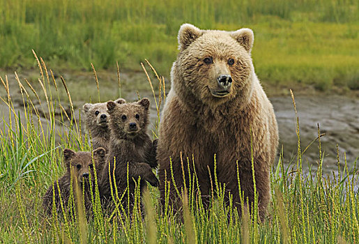 棕熊,母熊,幼兽,克拉克湖,国家公园,阿拉斯加,美国