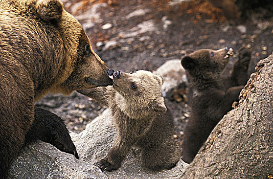 棕熊,幼兽,舔