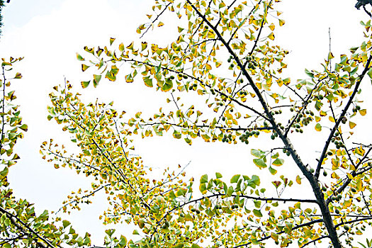 秋天银杏树枝叶