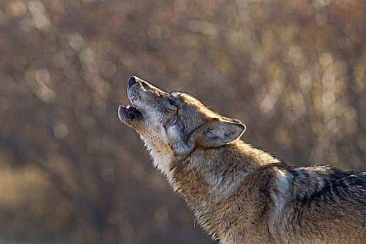 灰狼,叫喊,国家公园,室内,阿拉斯加,秋天