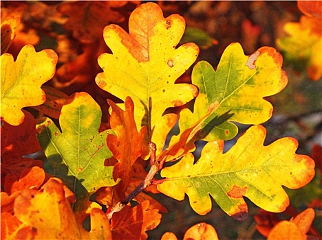 彩色,叶子,橡树,秋天
