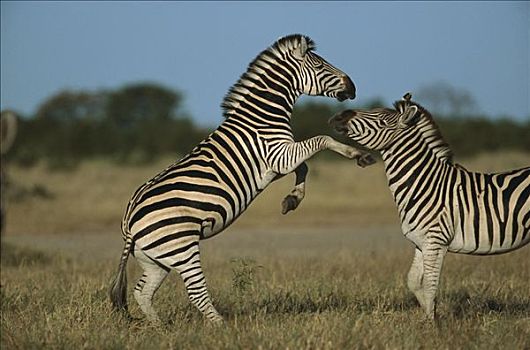 白氏斑马,斑马,打斗,萨维提,乔贝国家公园,博茨瓦纳