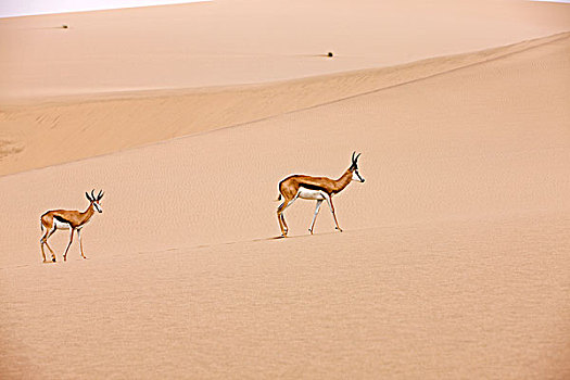 跳羚,成年,站立,沙丘,纳米布沙漠,纳米比亚