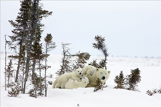 北极熊,三个,老,幼兽,母兽,休息,白云杉,攀登,脆弱,瓦普斯克国家公园,曼尼托巴,加拿大