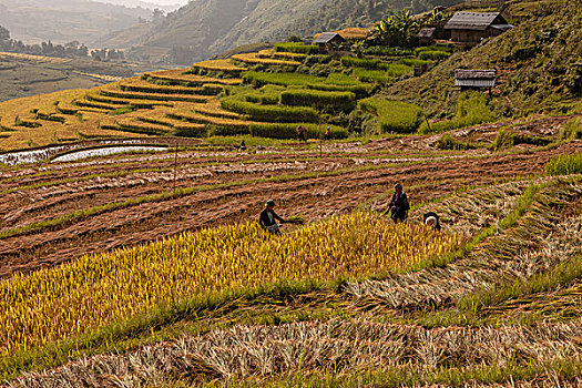 稻米,丰收,区域,越南,印度支那,东南亚,东方,亚洲