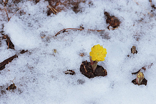 雪