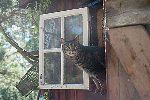斑猫,向窗外看,房子