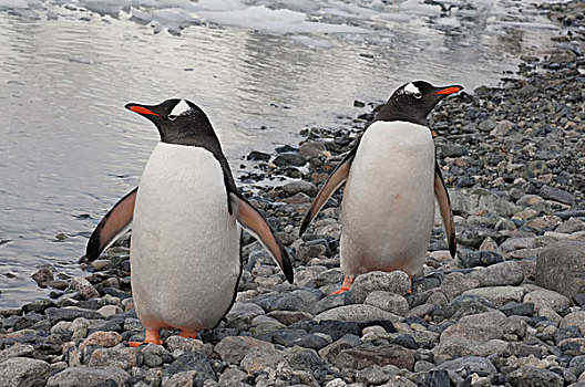 巴布亚企鹅,海滩,岛屿,南极半岛