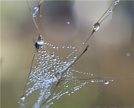 珍珠,小水滴,反光,蜘蛛网