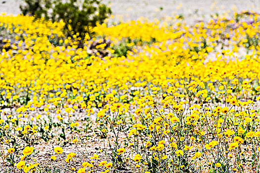死谷国家公园的野花