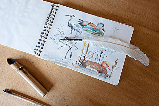 羽毛笔,上面,绘画,鸟,素描本