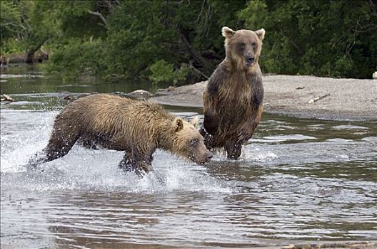 棕熊,一对,觅食,三文鱼,堪察加半岛,俄罗斯