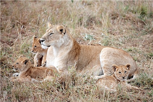 母狮,幼兽,马赛马拉,肯尼亚