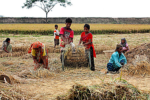 农民,脱粒,稻田,机器,旁边,地点,孟加拉,四月,2009年
