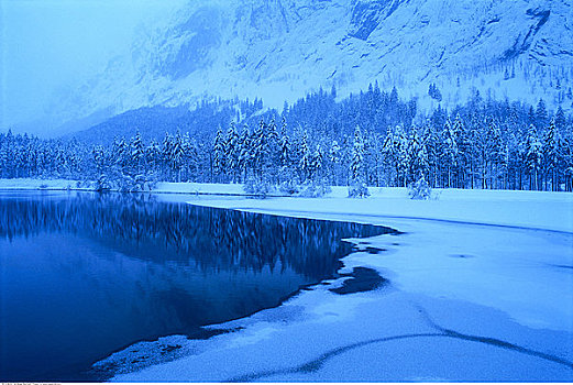 湖,树,冬天,萨尔茨堡,奥地利