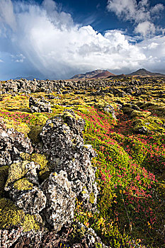 熔岩原,彩色,秋天,植物,后背,山