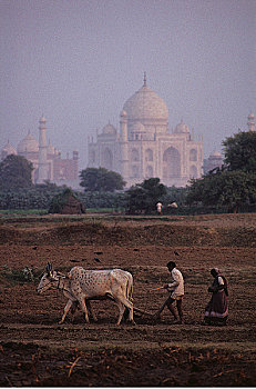 伴侣,耕作,地点,母牛,泰姬陵,印度