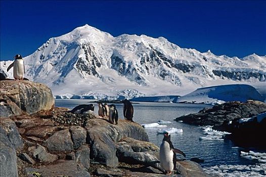巴布亚企鹅,岩石上,海岸线,南极,夏天