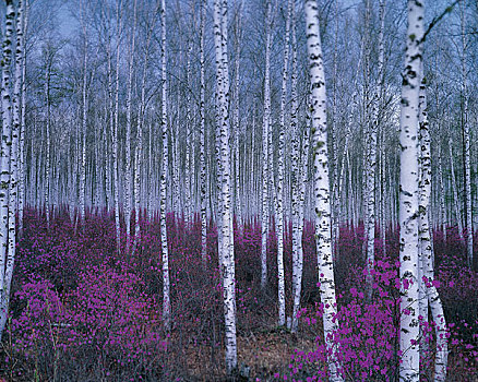 白色,桦树,树林,蒙古