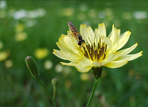 菊,菊科,菊花