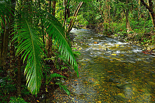 溪流,雨林,困苦,昆士兰,澳大利亚