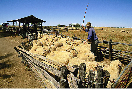 农民,绵羊,昆士兰,澳大利亚