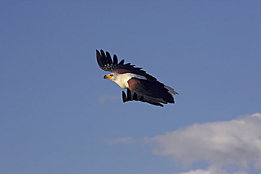 非洲鱼鹰,吼海雕,蓝天,湖,肯尼亚