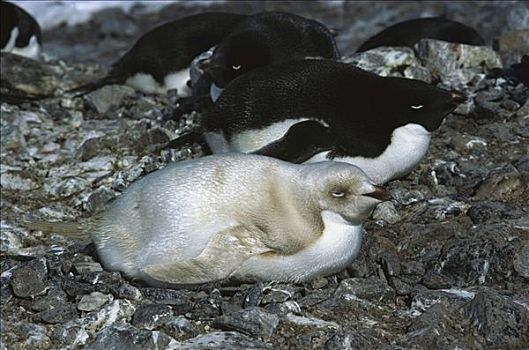 阿德利企鹅,白化体,孵卵,蛋,巢穴,南极