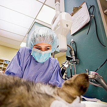 兽医,外科手术,小狗