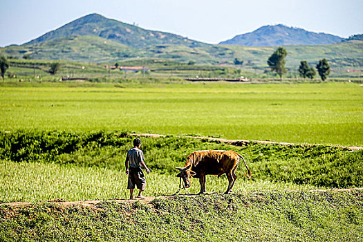 朝鲜田间地头的黄牛耕地拉车瘦弱不堪
