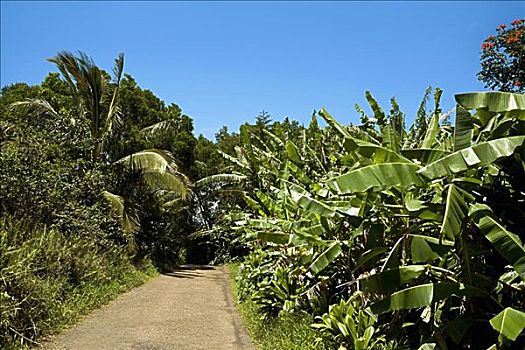 树,道路,毛伊岛,夏威夷,美国