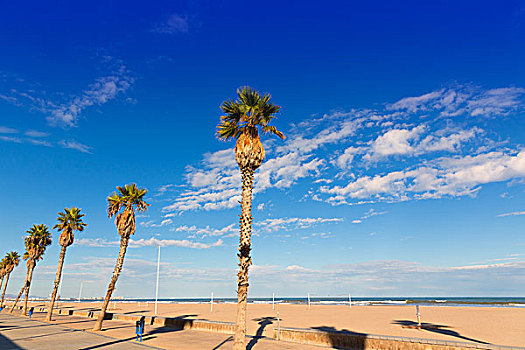 瓦伦西亚,竞技场,海滩,棕榈树,西班牙