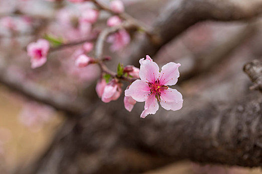 桃花