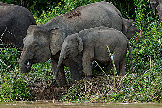 婆罗洲,俾格米人,大象,象属,饮用水,京那巴丹岸河,马来西亚