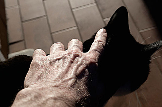 手,猫