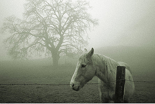 白马,地点,树,围栏,薄雾