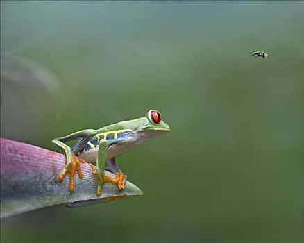 红眼树蛙,看,蜜蜂,飞行,哥斯达黎加