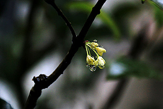 雨中桂花