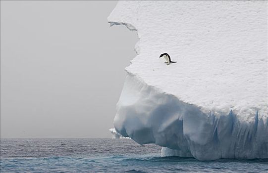 阿德利企鹅,紧张,冰山,保利特岛,南极