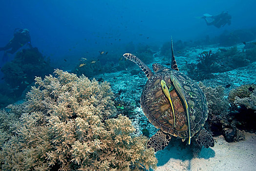 绿海龟,龟类,鮣鱼,珊瑚礁,宿务,菲律宾,亚洲